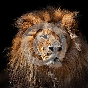 Pensive lion against black background