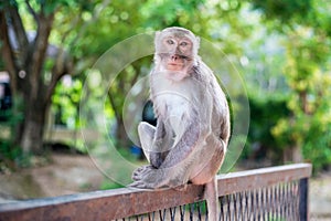 A pensive lonely monkey sits on a fence in the shade of a tree. The concept of animals in the zoo.