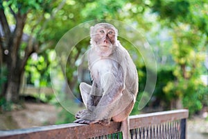 A pensive lonely monkey sits on a fence in the shade of a tree. The concept of animals in the zoo.