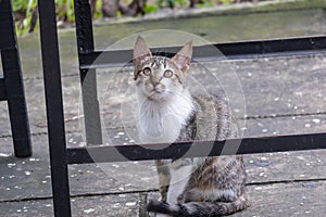 a pensive-looking kitten stared blankly under the table