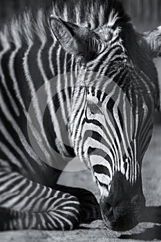 Pensive lying Zebra with focus on the face