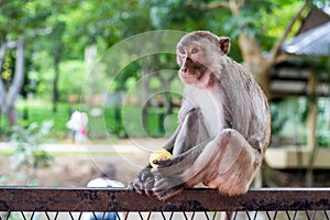 Pensive monkey sits on a tree branch In nature