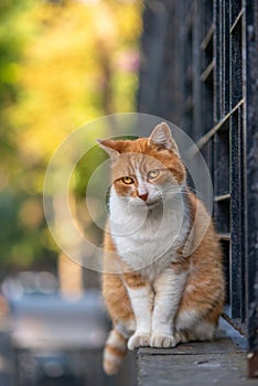 Pensive Orange and White Cat Perched on a Wall