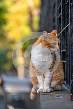 Pensive Orange and White Cat Perched on a Wall Looking Away