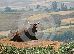 Pensive oxen lying before breakaway.