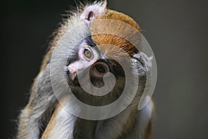 Pensive patas monkey close up portrait