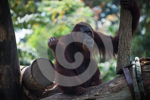 Pensive primate looks up. Smiling orangutan sits alone on the tree