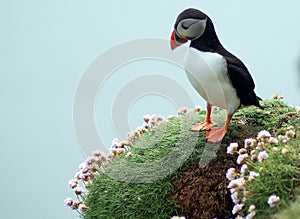 Pensive Puffin