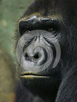 Pensive sad gorilla