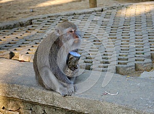 Pensive and sad monkey sitting with a metal can in his hands