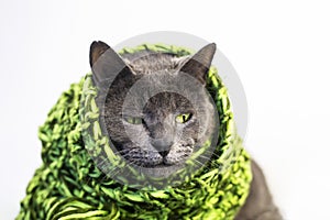 pensive serious gray cat in a knitted green scarf