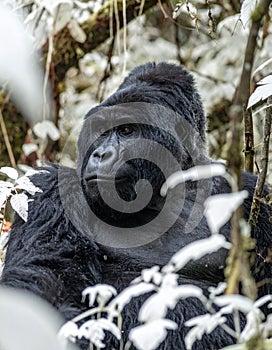 Pensive Silverback Gorilla in the Jungle