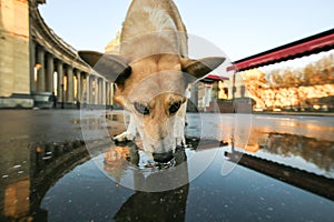 Pensive small Shepherd dog drinking water from puddle on square during sunset