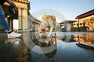 Pensive small Shepherd dog drinking water from puddle on square during sunset