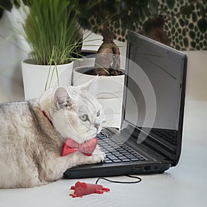 Pensive smart cat in a red bow tie near a laptop and a computer mouse sitting, home office. Remote work, freelance