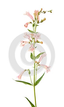 Penstemon