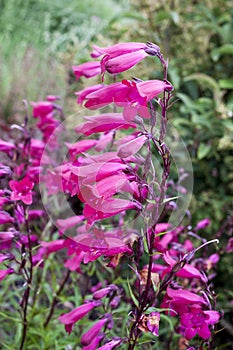 Penstemon `Andenken an Friedrich Hahn` Penstemon campanulatus `Garnet`