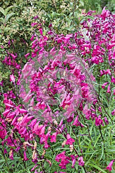 Penstemon `Andenken an Friedrich Hahn` Penstemon campanulatus `Garnet`