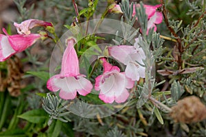 Penstemon 'Apple Blossom'