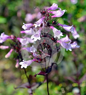 Penstemon the beard tongues