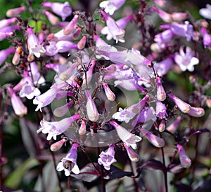 Penstemon the beard tongues