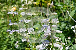 Penstemon