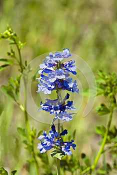 Penstemon Cyananthus