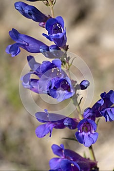 Penstemon Cyaneus