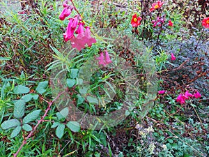 Penstemon Firebird flowers and Dahlia Happy Single Flame flower in autumn