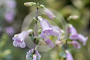 Penstemon grandiflorus perennial pink purple flowers, beautiful flowering plant