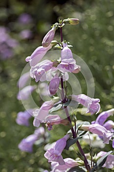 Penstemon grandiflorus perennial pink purple flowers, beautiful flowering plant