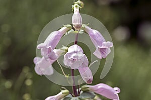 Penstemon grandiflorus perennial pink purple flowers, beautiful flowering plant photo