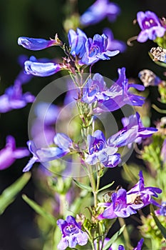 Penstemon heterophyllus `Heavenly Blue`