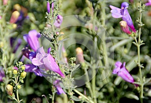 Penstemon heterophyllus 'Margarita BOP', Blue Bedder