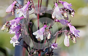 Penstemon heterophyllus 'Margarita BOP', Blue Bedder