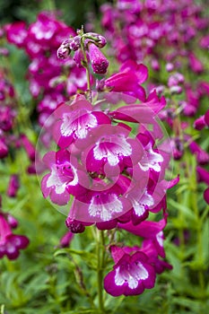 Penstemon `Marilyn`