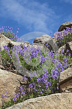 Penstemon purple wildflower flowers mountains meadow nature