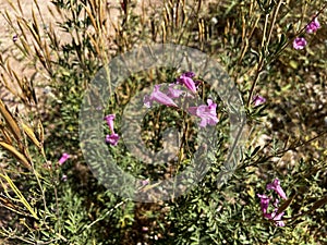 Penstemon parryi or desert penstemon