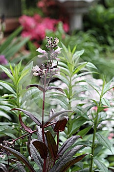 Penstemon Pink Flowers