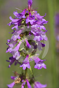 Penstemon Procerus var procerus