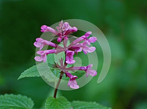 Penstemon â€˜Hidcote Pinkâ€™Wildflowers