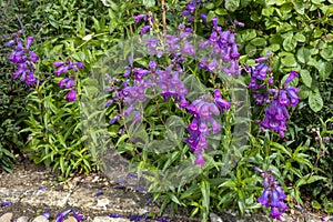 Penstemons at Bourton House and gardens, Moreton-in-Marsh