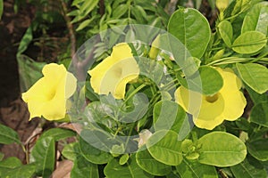 Pentalinon luteum flower plant on nursery photo
