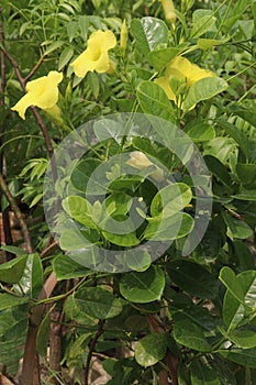 Pentalinon luteum flower plant on nursery photo