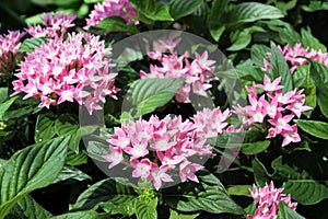 Pentas evergreen shrub