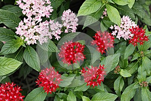 Pentas flowers