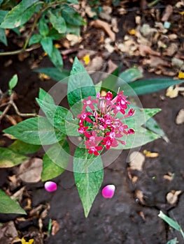 Pentas Lanceolat flower