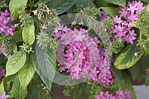 Pentas lanceolata in bloom