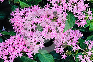 Pentas lanceolata photo