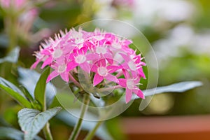 Pentas lanceolata, commonly known as Egyptian Starcluster